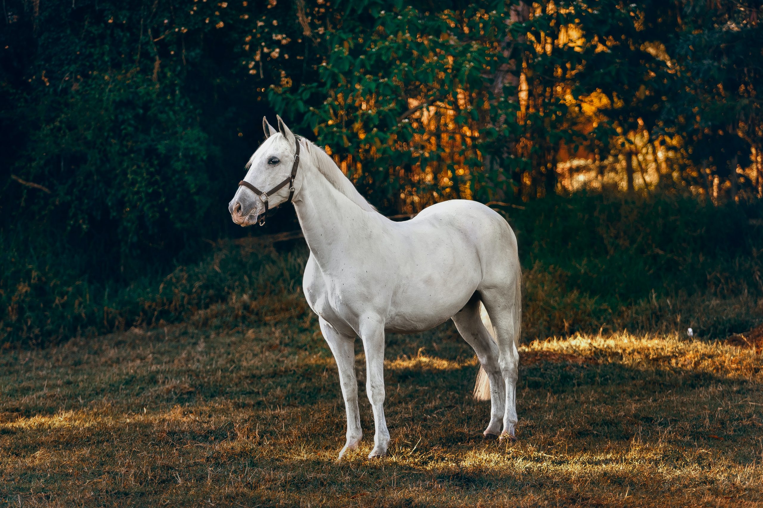 You are currently viewing        HORSE| CHARACTERISTICS OF HORSE