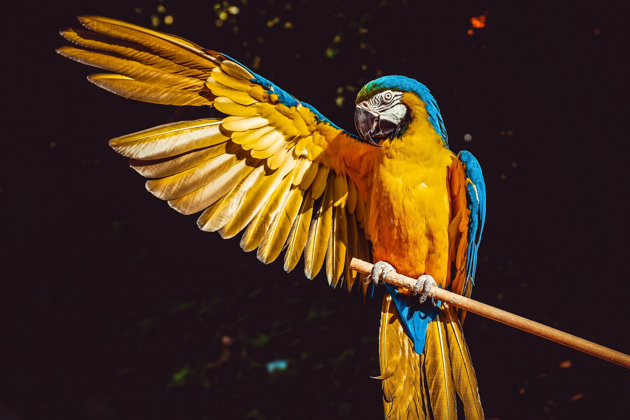 You are currently viewing      PARROTS| FACTS ABOUT PARROTS