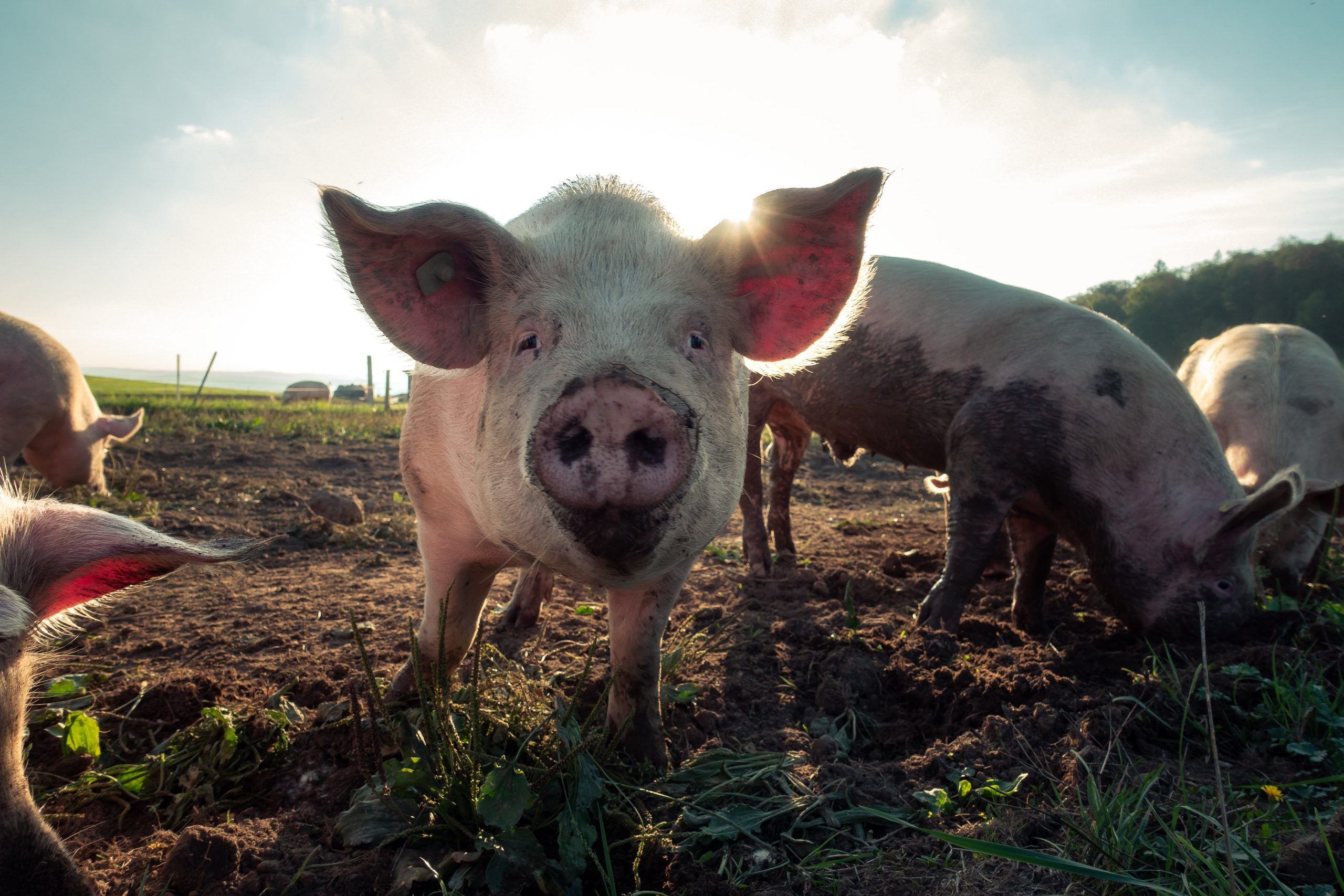 Read more about the article                       PIGS| CLASSIFICATION OF PIG